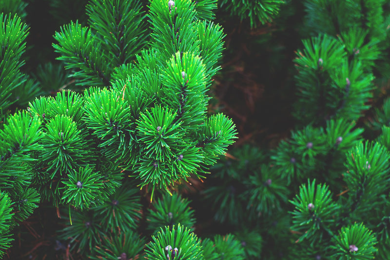 pine essential oil | organic | made with plant lipids