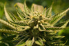 cbd hemp oil 1000mg | made with plant lipids