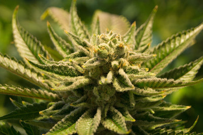cbd hemp oil 1000mg | made with plant lipids
