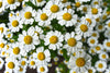 blue tansy essential oil | organic | made with plant lipids