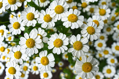 blue tansy essential oil | organic | made with plant lipids