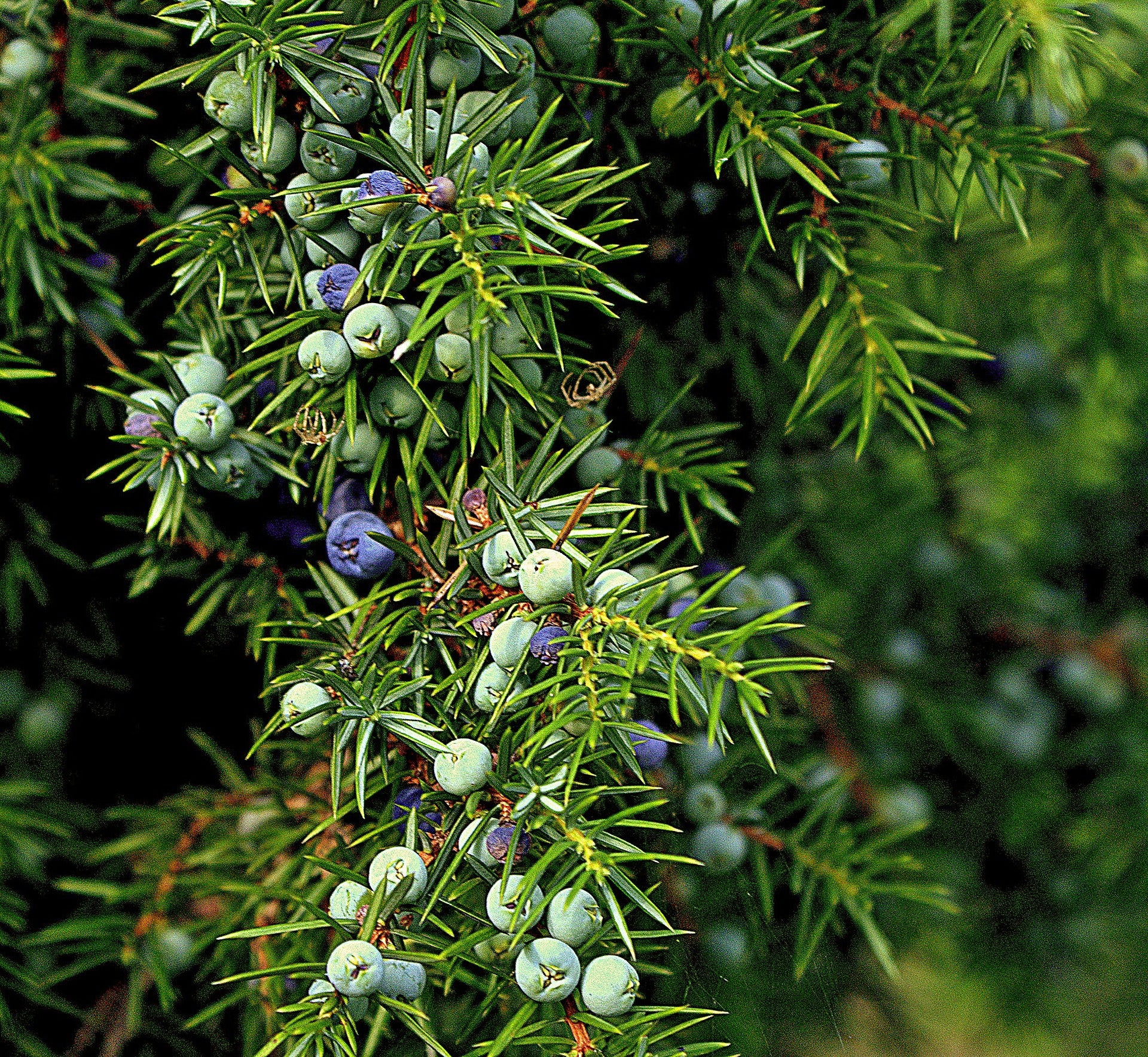 juniper berry essential oil | organic | made with plant lipids