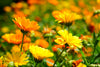 calendula essential oil | organic | made with plant lipids