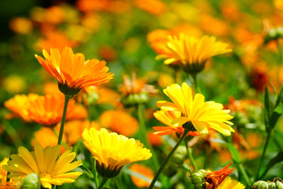 calendula essential oil | organic | made with plant lipids