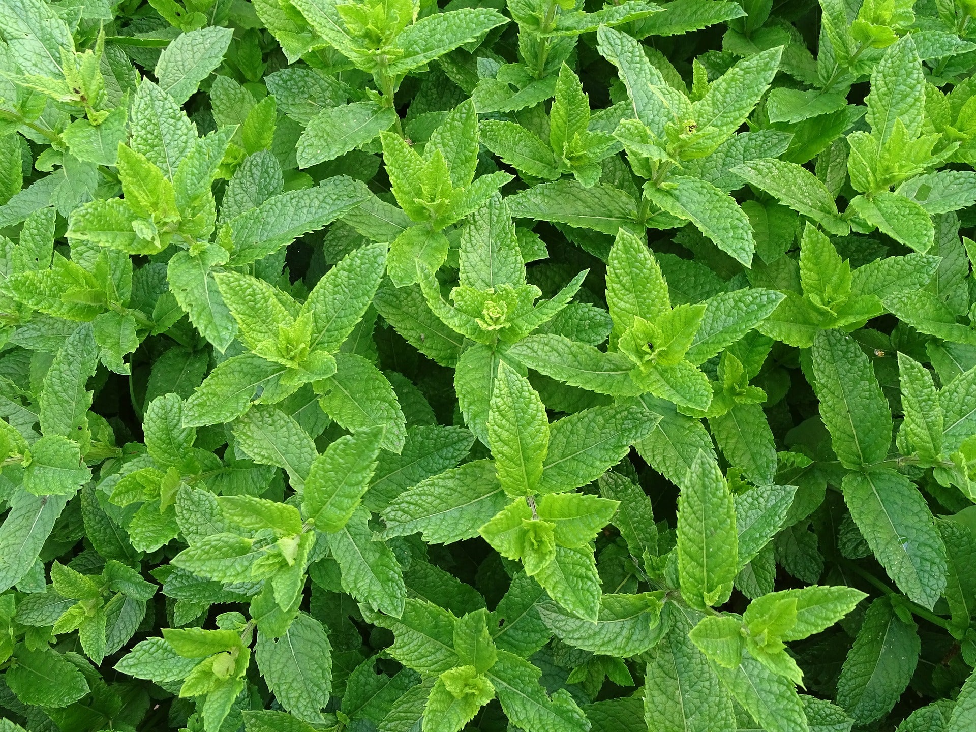 wild mint essential oil | organic | made with plant lipids